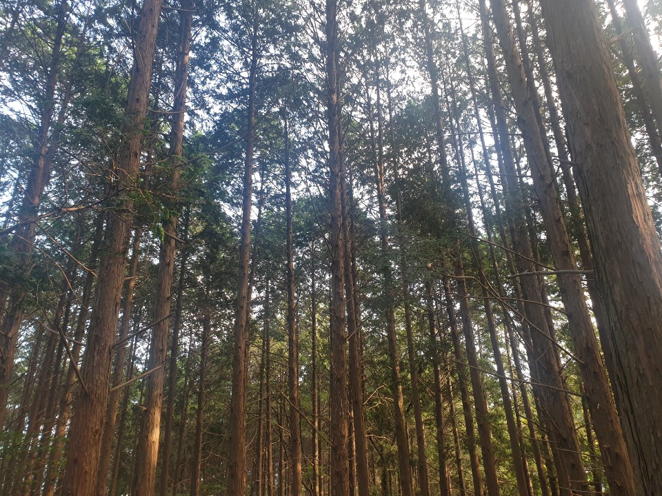  양도소득세 계산 방법