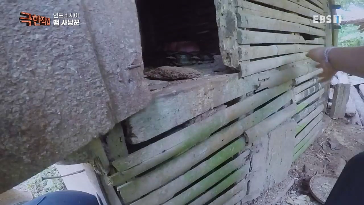 TV - 교육의 중심 EBS인도네시아 뱀사냥꾼.mp4_20221211_181452.711.jpg