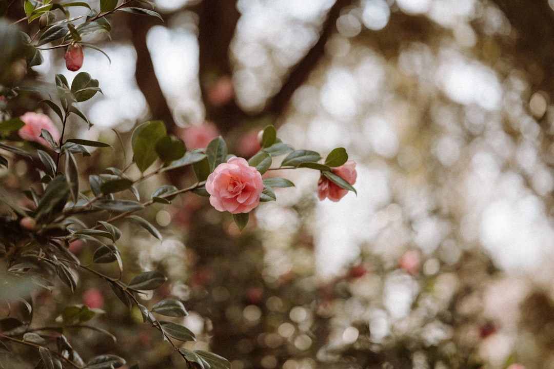 Camellia