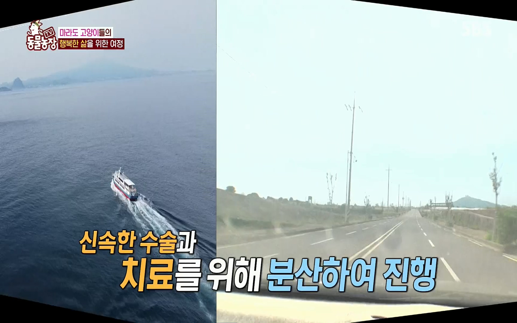 TV 동물농장.E1077.220710p.H264-F1RST.mp4_20220710_175433.086.jpg