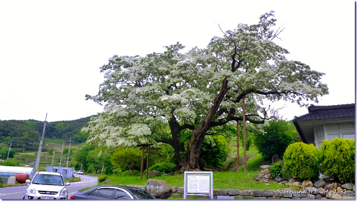 1120년된 오도리 이팝나무