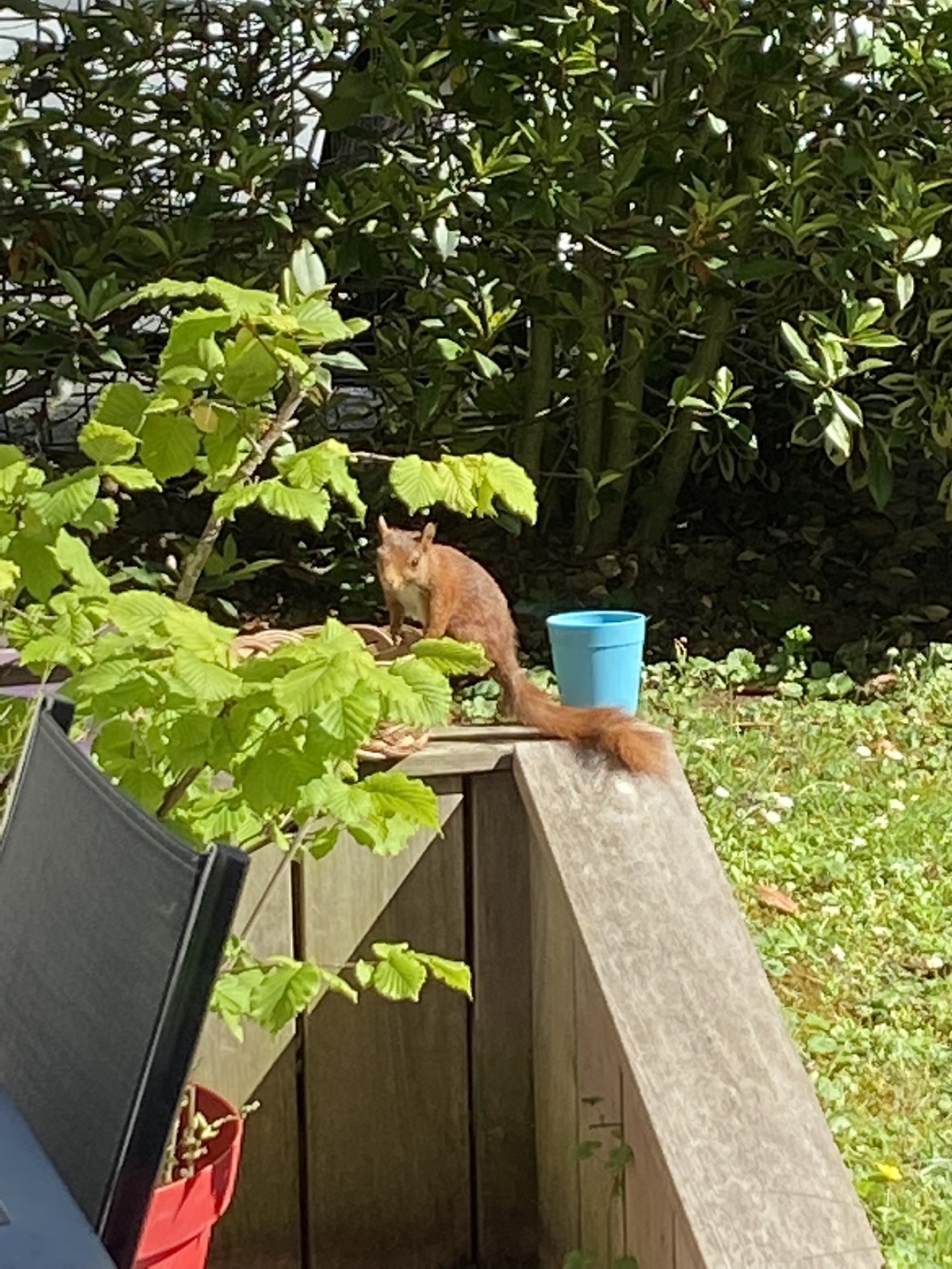 프랑스다람쥐-정원-사진