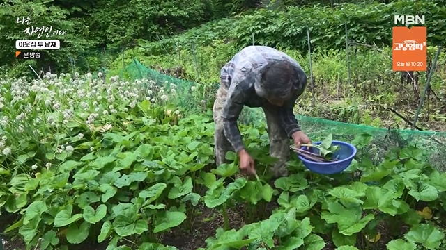 나는 자연인이다.E558.230615p-NEXT.mp4_20230615_200820.462.jpg