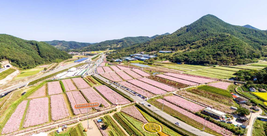 하동 메밀, 코스모스축제