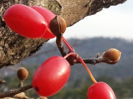산수유 효능 10가지|부작용 6
