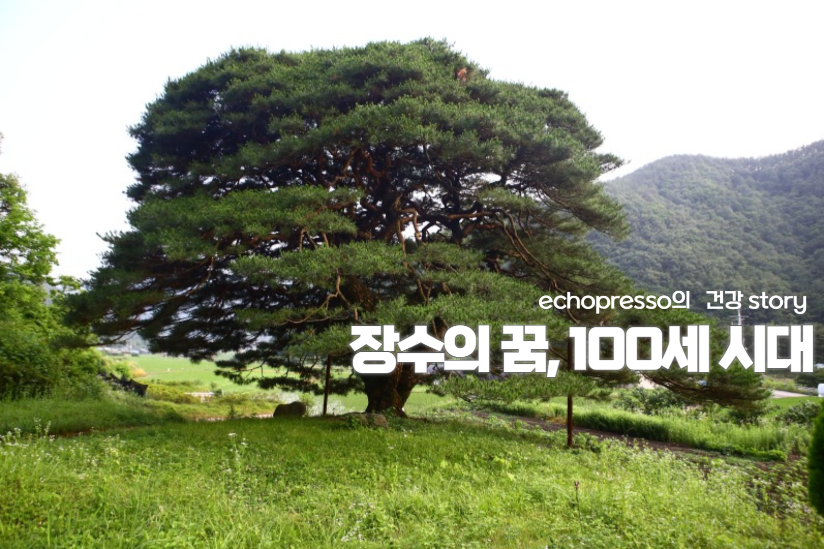 한국인의 평균수명, 세계 몇 위일까? 2025년 기대수명 최신예측과 장수국가 TOP 10