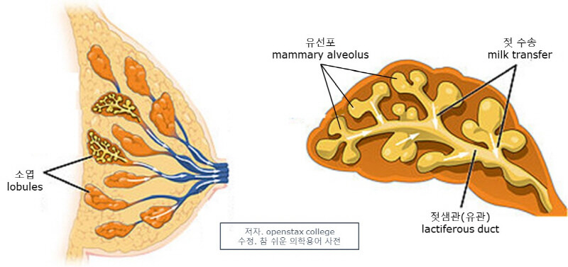 젖샘의 가장 작은 단위