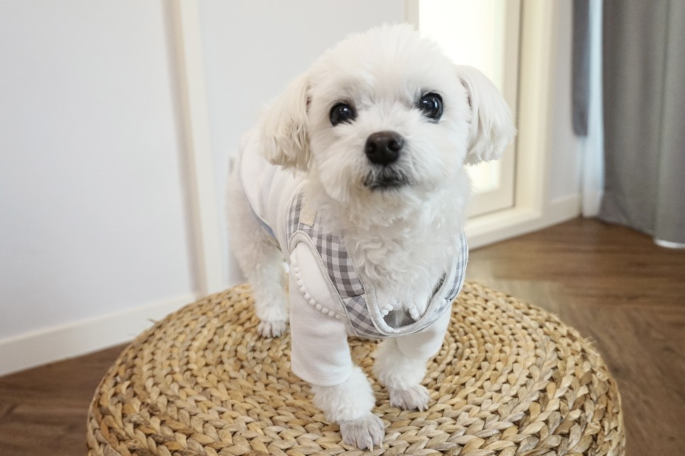 옷 쇼핑몰 강아지옷 쇼핑몰예쁜 15