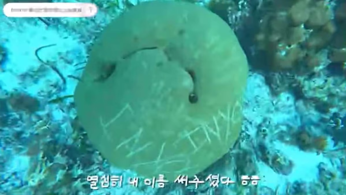 산호초 필리핀 보홀