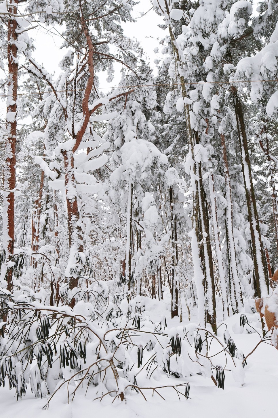 눈쌓인 겨울산 이미지 39