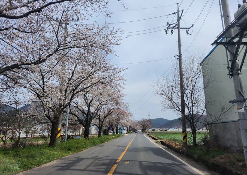 달창지-벚꽃길-가는길-사진1
