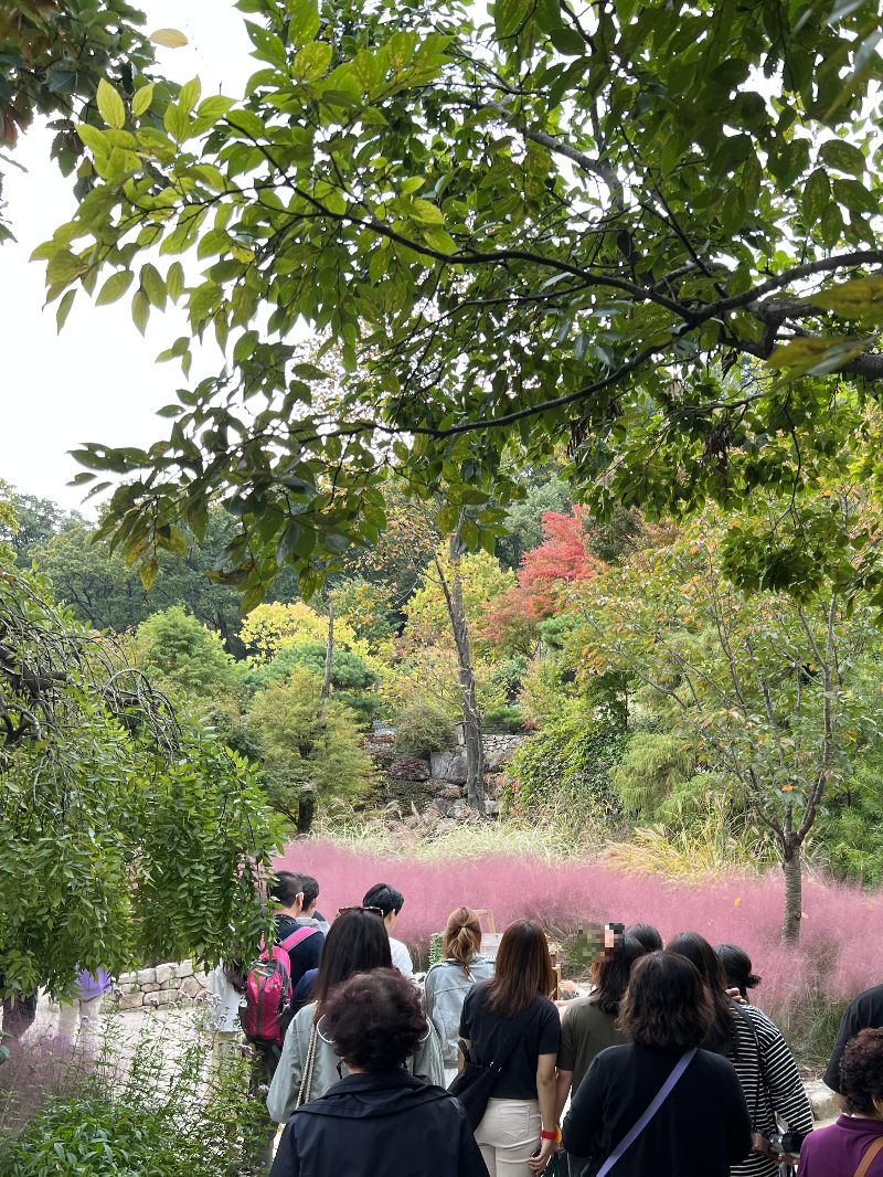화담숲 색채원 핑크뮬리 포토존