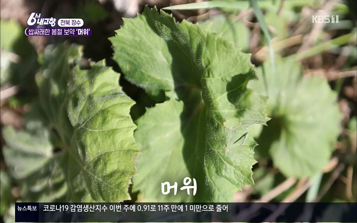 6시 내고향.E7506.220408p.H264-F1RST.mp4_20220412_180236.301.jpg