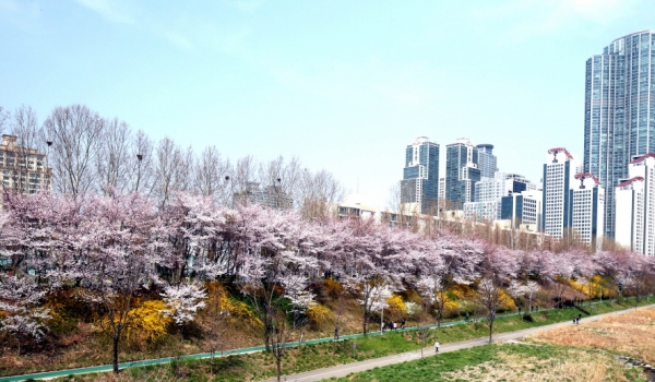 서울 벚꽃