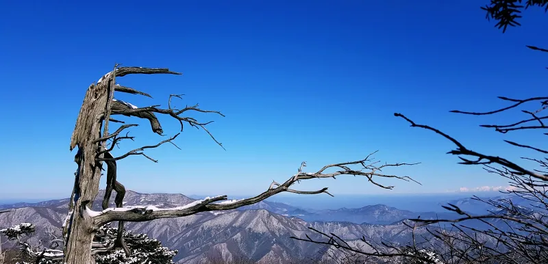 강원도 태백산 주목나무