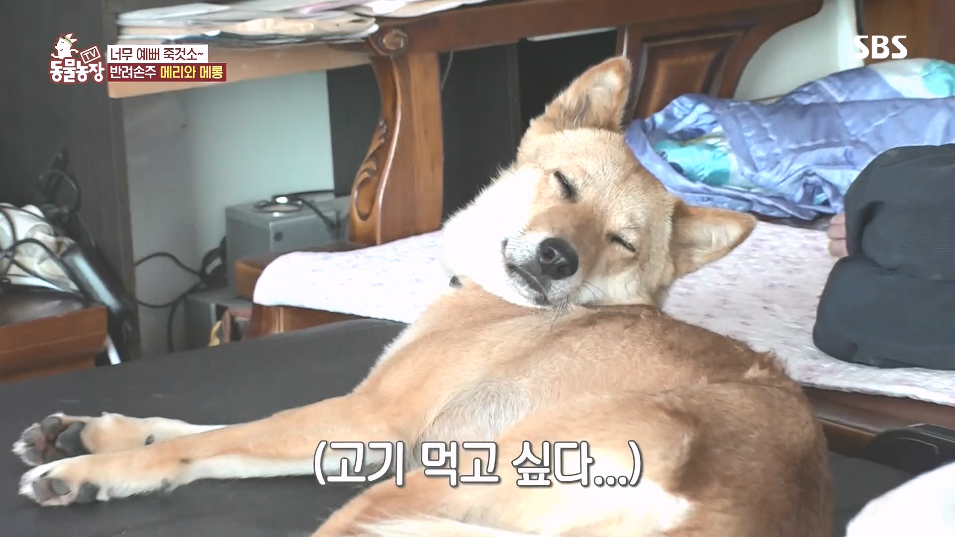 TV 동물농장.E1185.240818p.H264-F1RST.mp4_20240818_161557.205.jpg