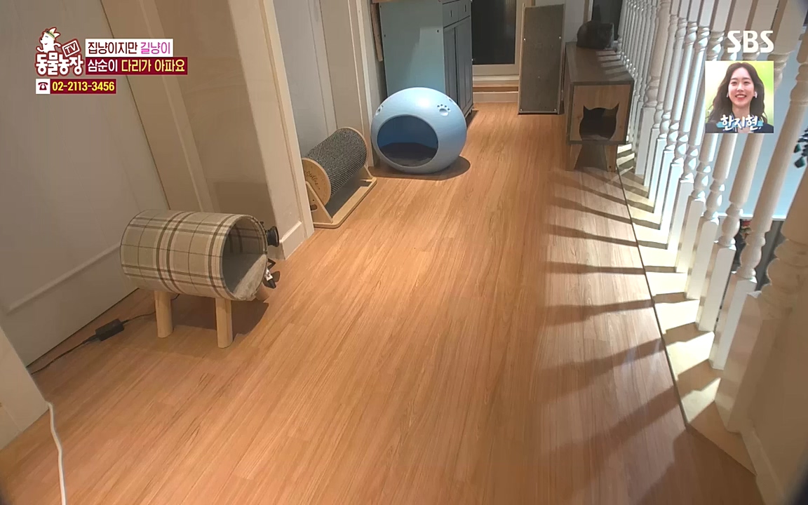 TV 동물농장.E1090.221010p-NEXT.mp4_20221009_182028.300.jpg