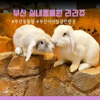 부산동물원 대형동물원 24개월 미만 무료 연중무휴 완벽 이용 가이드_17