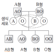 혈액형 가계도