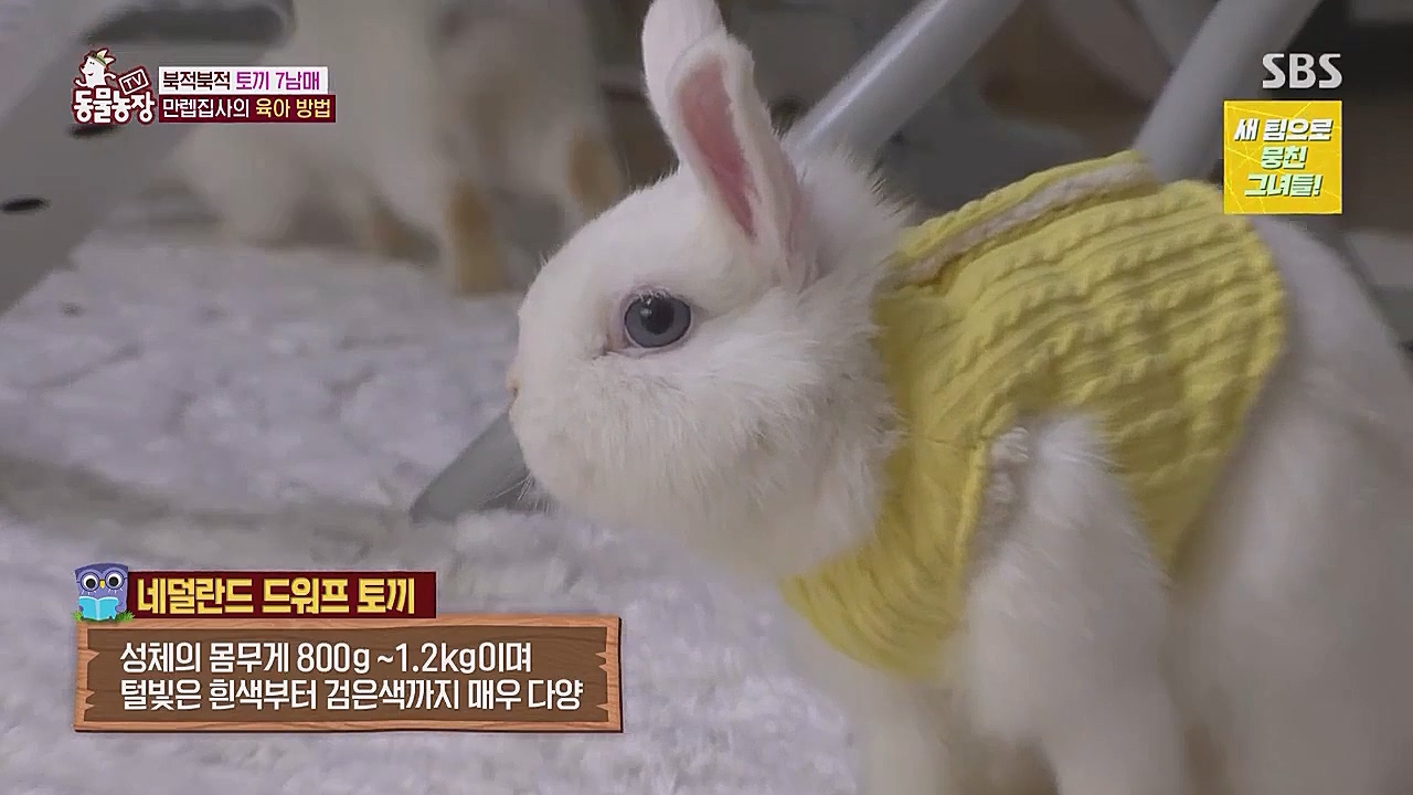 TV 동물농장.E1104.230123p.WANNA.mp4_20230123_193511.769.jpg