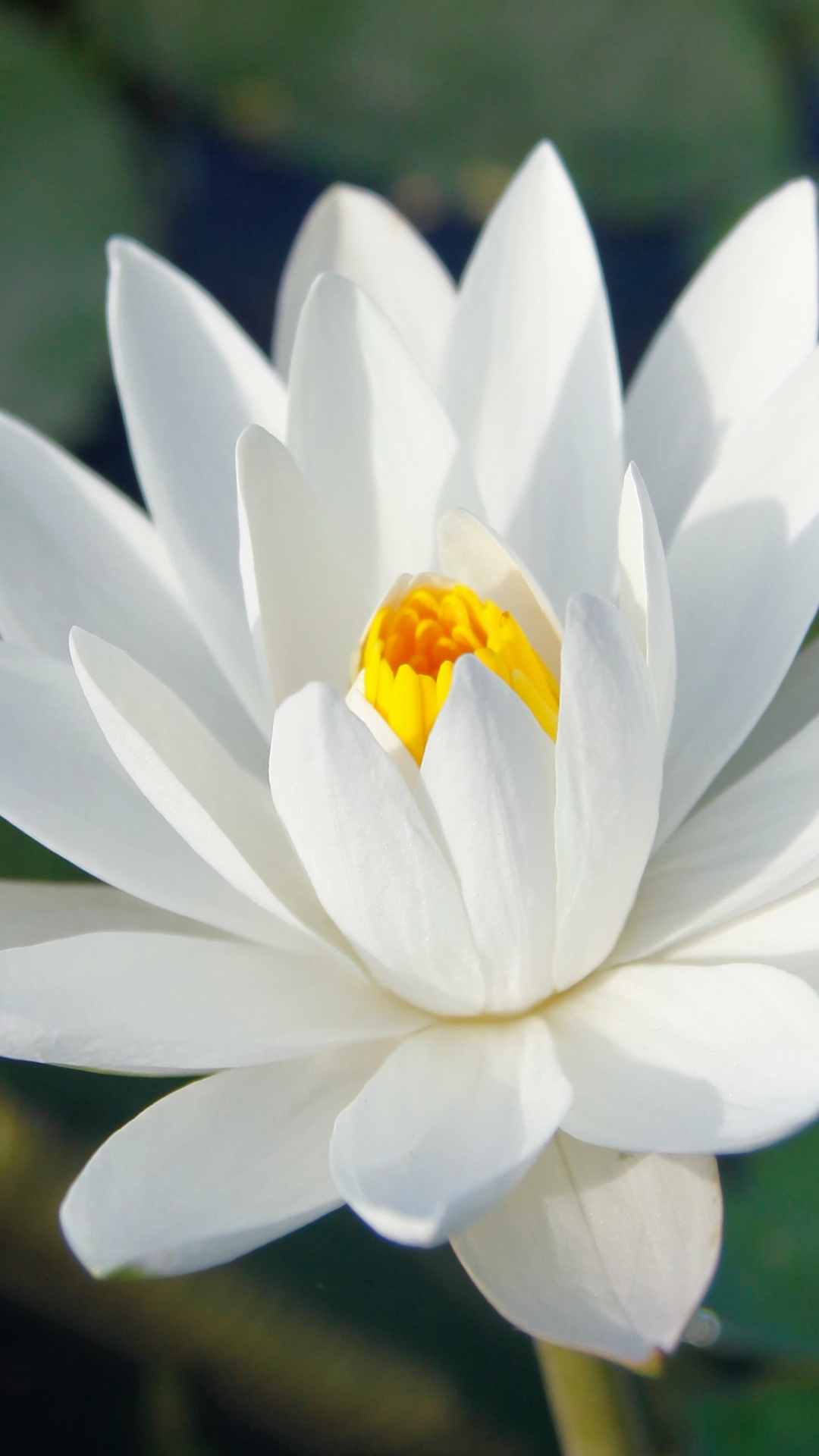 Lotus Flower iPhone Wallpaper