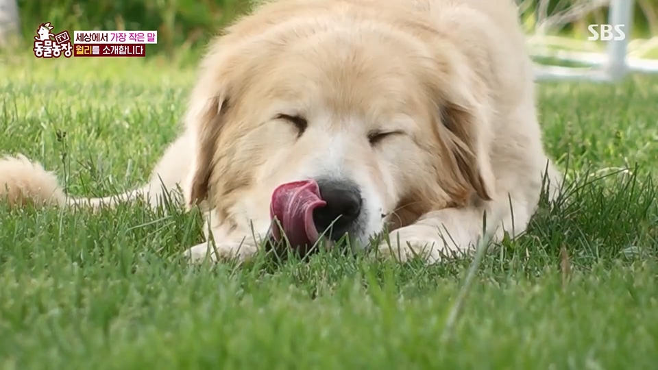 TV 동물농장.E1126.230625p.H264-F1RST.mp4_20230626_204259.470.jpg