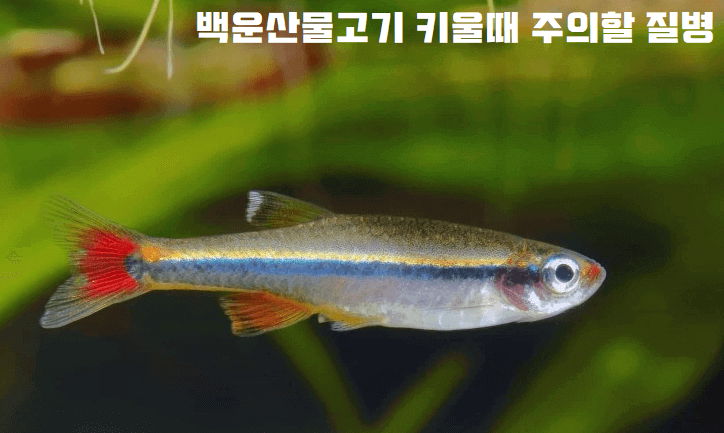 백운산 관련 질병