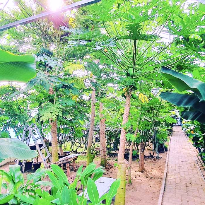  생방송오늘저녁 우리집 삼시세끼 원주 바나나 열대작물 열대 과일 팜 카페