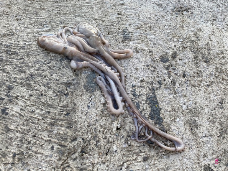 가고싶은 섬 가고싶은섬, 꼬막길과 뻘배길이 55