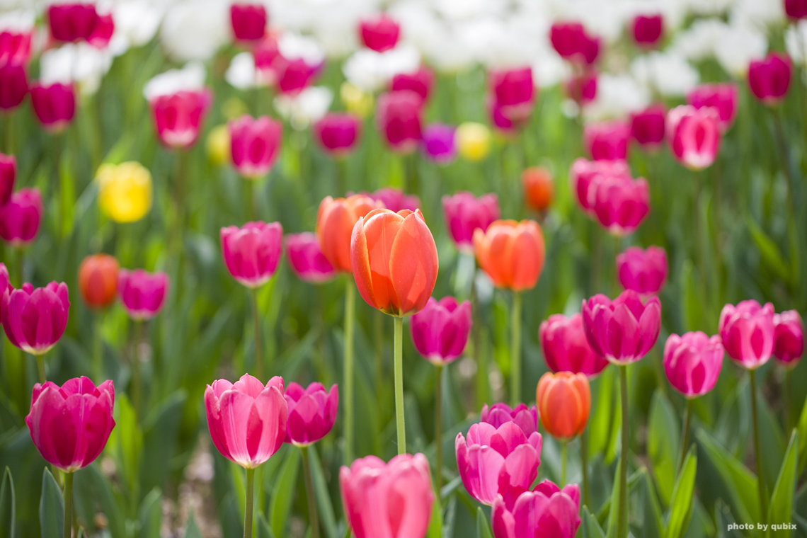 벚꽃 뒤의 튤립, 서울 성수동 튤립명소 '서울숲' 20