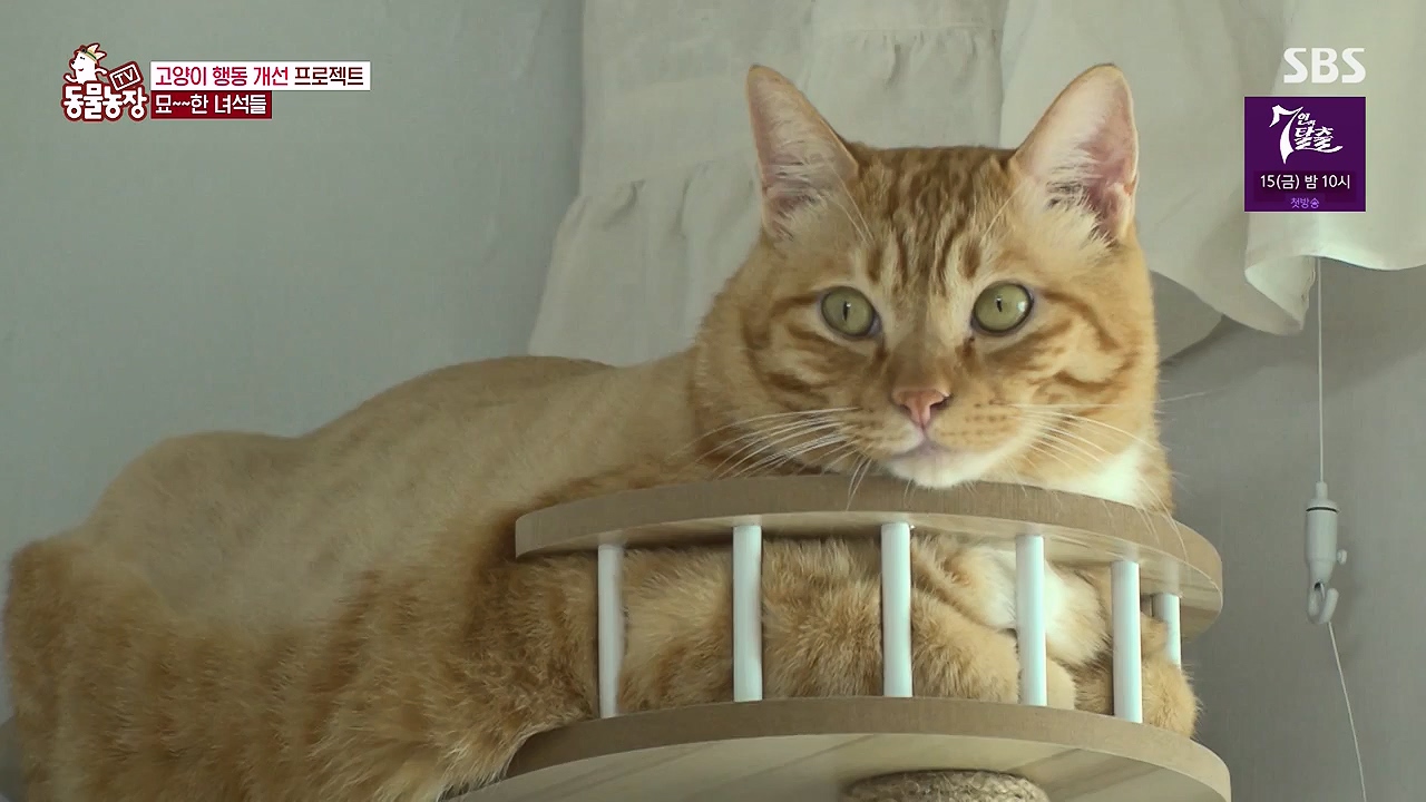 TV 동물농장.E1137.230911p-NEXT.mp4_20230910_183211.750.jpg