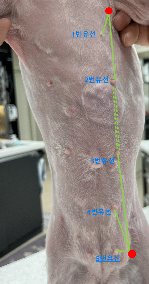  우리 아이 유선종양인가?
