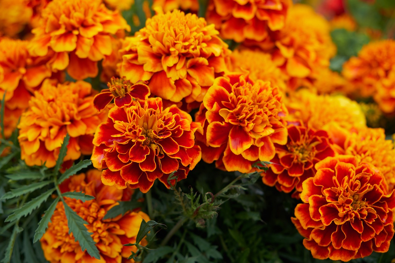 이별의 아픔, 메리골드(Marigold)