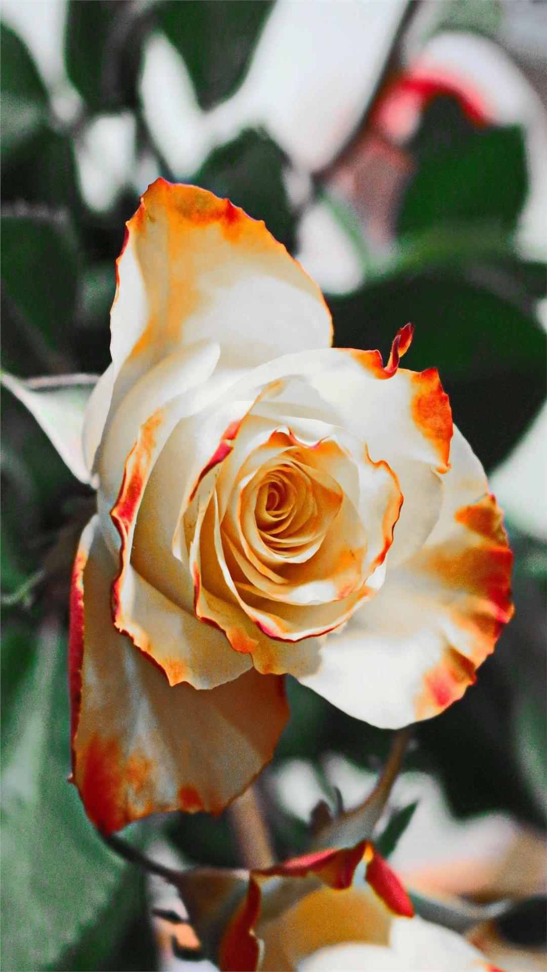 Rose Flower iPhone Wallpaper