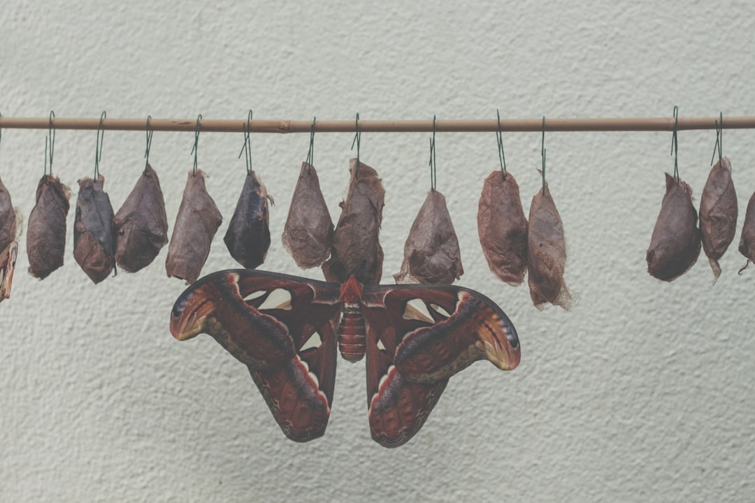 Life Cycle