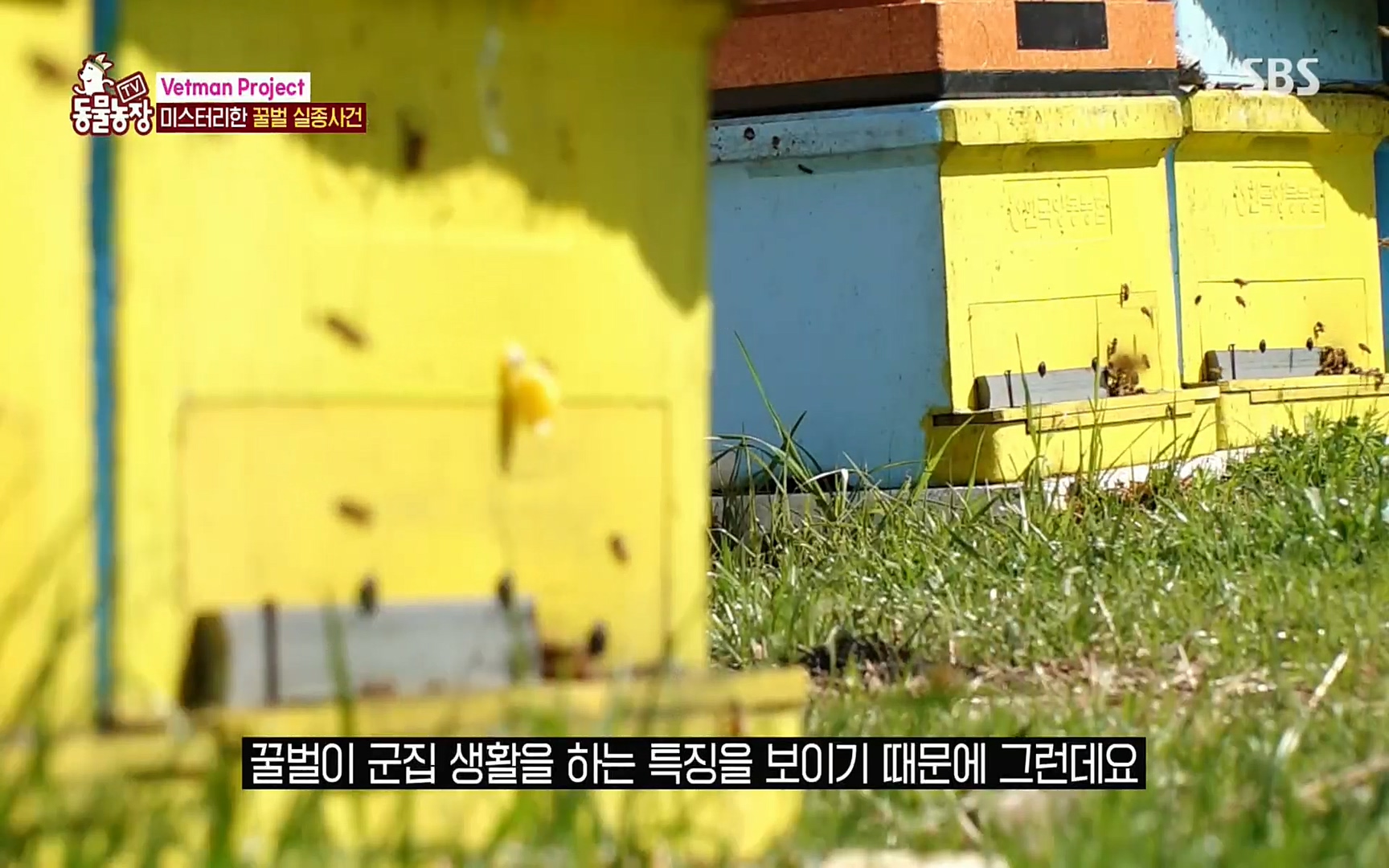 TV 동물농장.E1072.220605p.H264-F1RST.mp4_20220605_180632.965.jpg