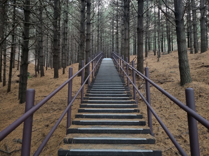 소나무숲과-계단