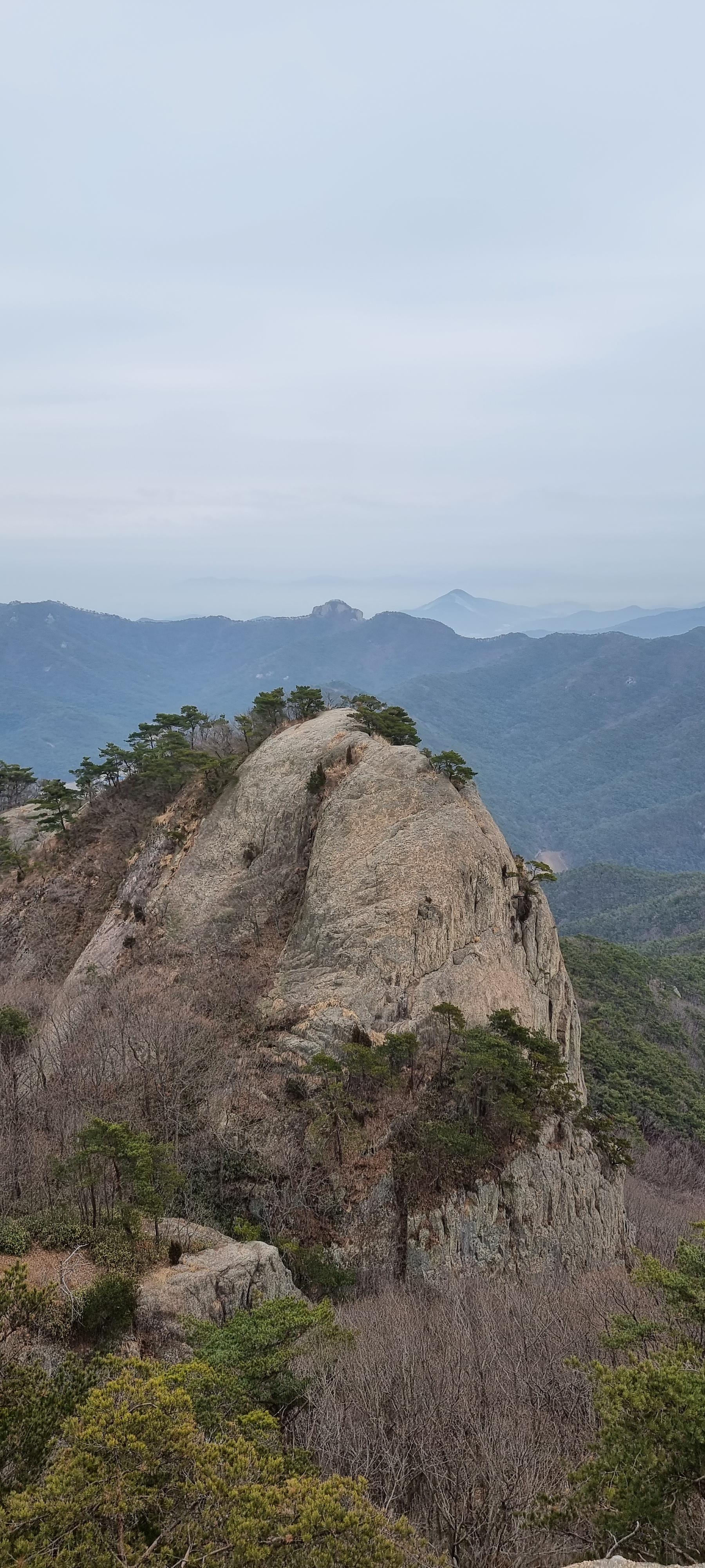 변산바람꽃 30