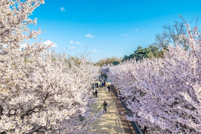 서울숲 벚꽃