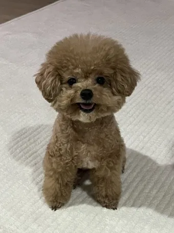 집안에서 간편하게 시도 가능한 강아지 냄새 제거 기술_9