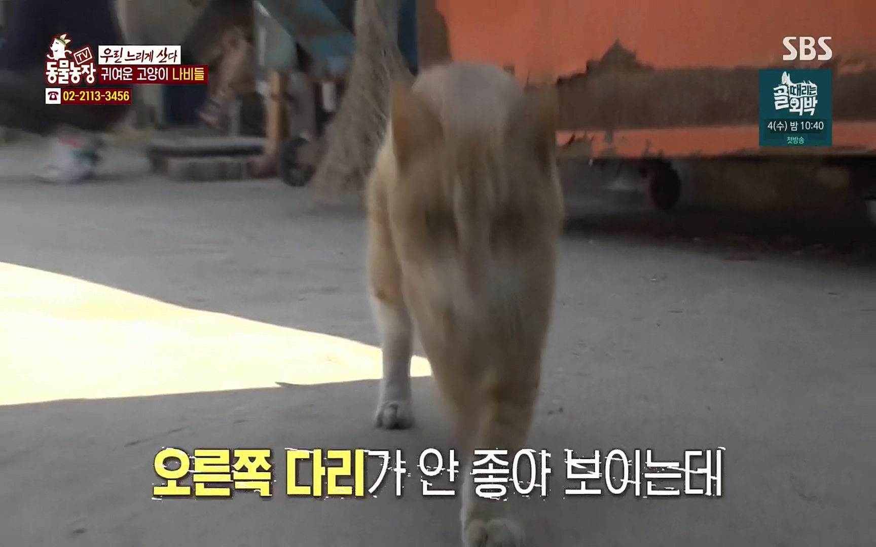 TV 동물농장.E1067.220501p.H264-F1RST.mp4_20220501_183643.481.jpg