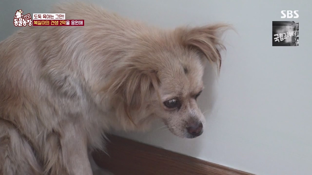 TV 동물농장.E1135.230828p-NEXT.mp4_20230827_180836.076.jpg