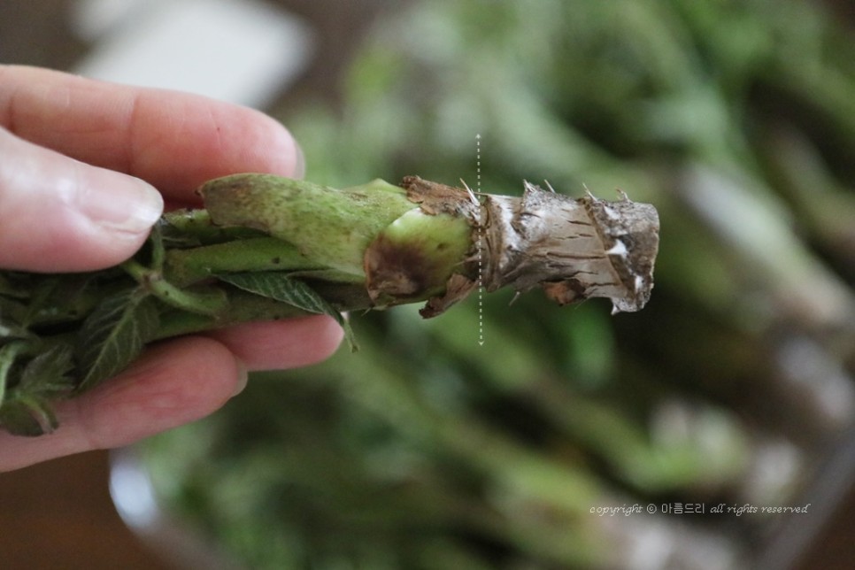 만들고 영양도 맛도 좋아요~ 오가피 요리!쇠고기 오가피꼬치 26