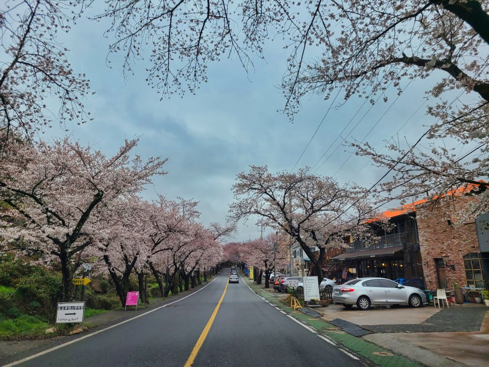 하동십리벚꽃길 벚꽃이 점점 만발하고 있습니다 2