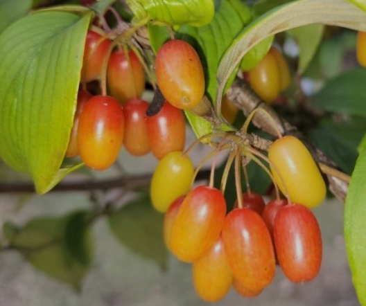 4월제철음식 산수유