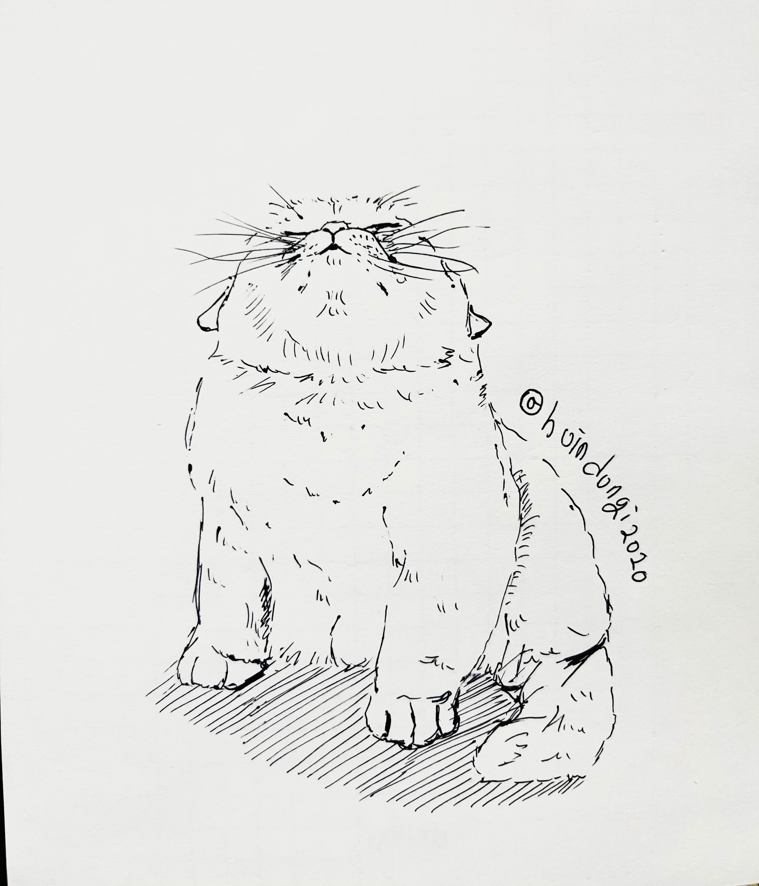  [취미생활 : 그림] 날이 좋아서… (고양이 그림 : 펜그림)