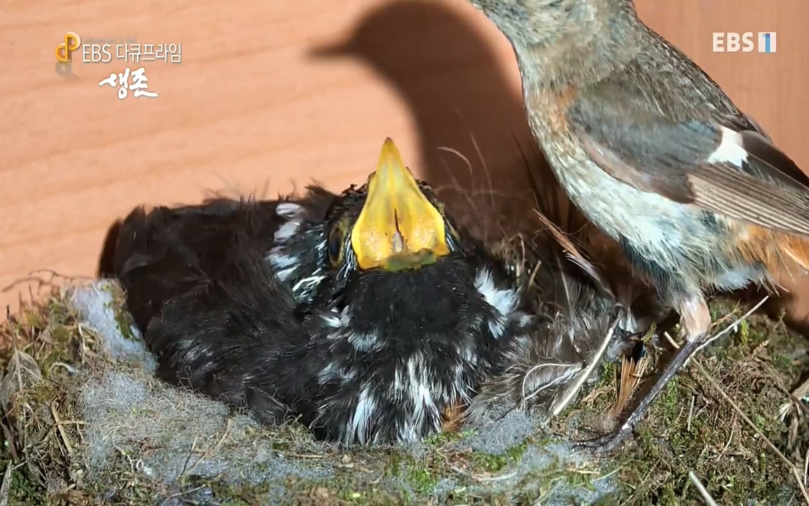 생존 3부_ EBS 다큐프라임_ 220629.avi_20220701_204959.536.jpg