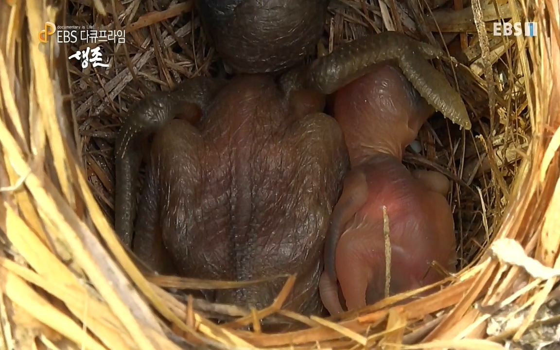 생존 3부_ EBS 다큐프라임_ 220629.avi_20220701_210752.556.jpg