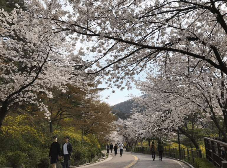 남산 벚꽃길