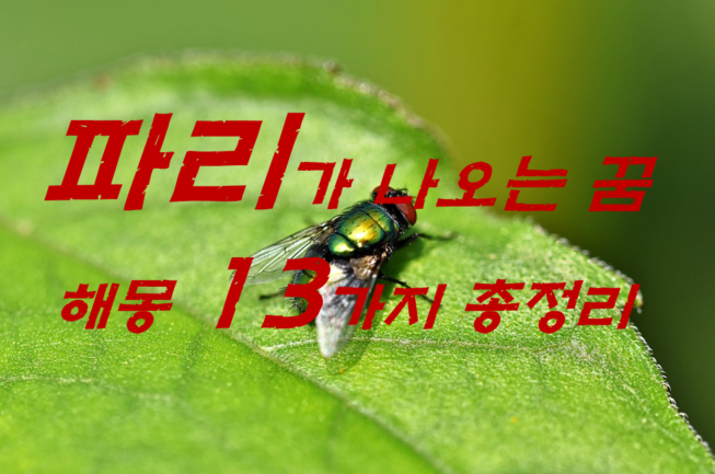  파리꿈 해몽 13가지 총정리